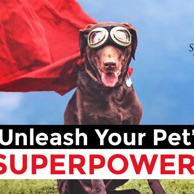 Home – Superhero Pets