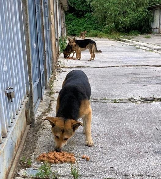 Feeding Animals During The Pandemic. Thank You For..