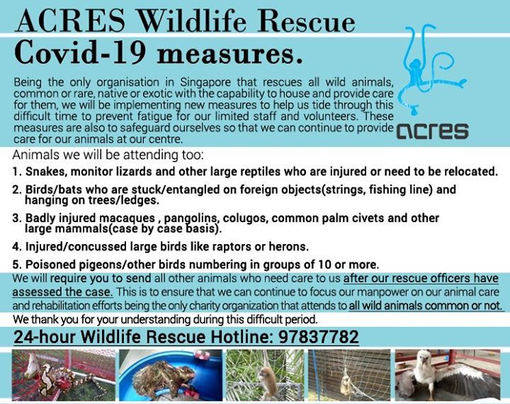 Covid-19 And Our Wildlife Rescue Operations. Since..