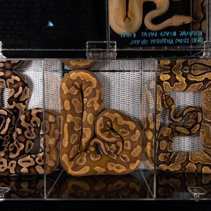 Suffering In Silence – Uncovering The Cruelty Of The Global Trade In Ball Pythons