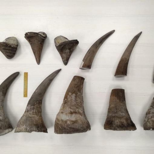 17 Months’ Jail For Man Caught At Changi Airport With 11 Pieces Of Rhinoceros Horns