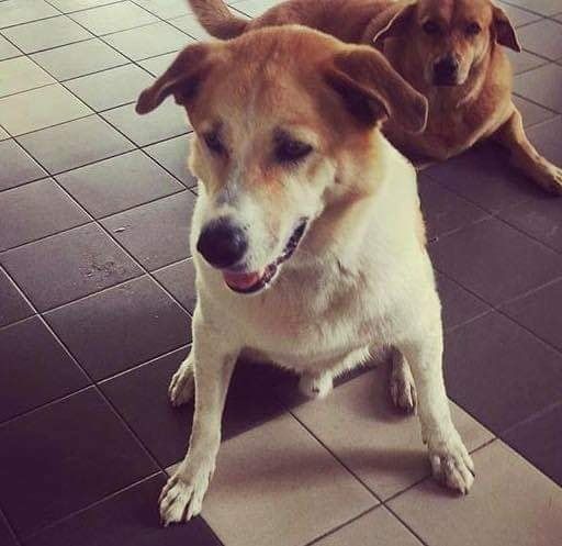 Message From Owner. Dog For Adoption. "Good Evenin..
