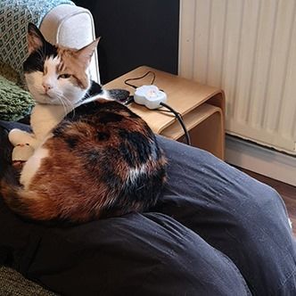 Couple Creates Fake Lap To Keep ‘Super Clingy’ Cat Happy While They Work