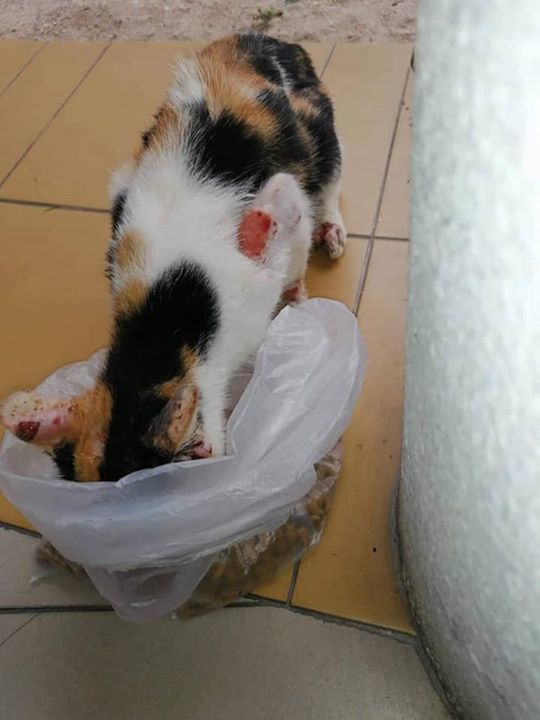 Sporo Cat Urgently Needs Help. Location Rnr Bagan ..