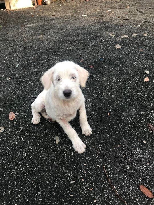 4 Baby Terrier Mixed 3 Males 1 Female Looking For ..