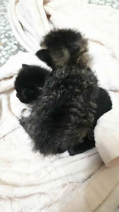 2 Kittens Were Found In A Drain Full Of Water And ..