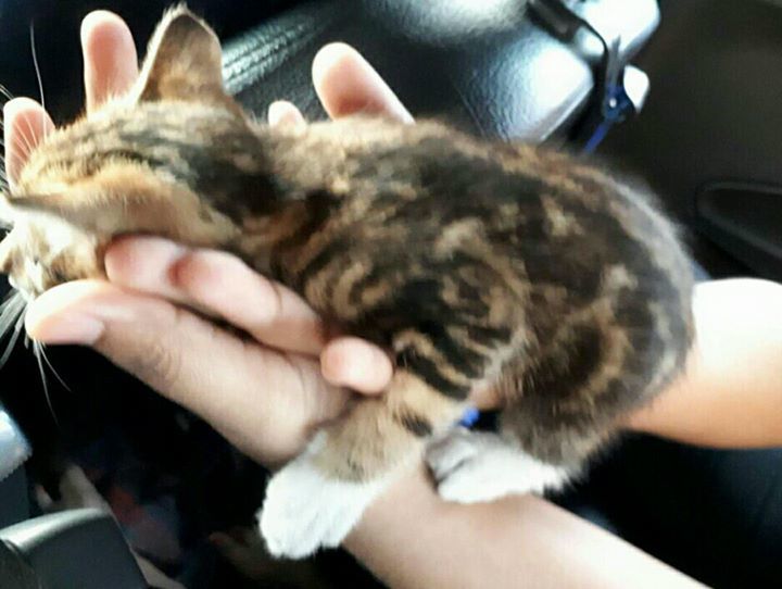 Update Kitten Adopted. Kitten Found By A Student O..