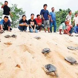 Ramadan Cheer For Captive Terrapins â€¢ Turtle Conservation Society Of Malaysia