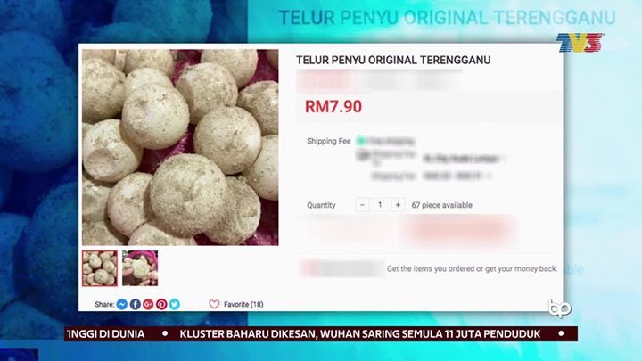 Penyu | Peniaga Cuba Jual Telur Penyu Dalam Talian