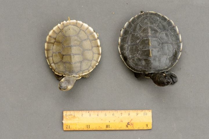Did You Know That Newly Emerged River Terrapins Ar..
