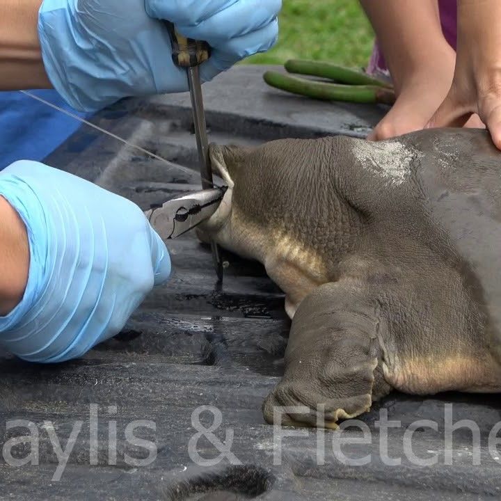 Cantor’s Giant Softshell Turtle, Malaysia. 20191108_165749.uhd