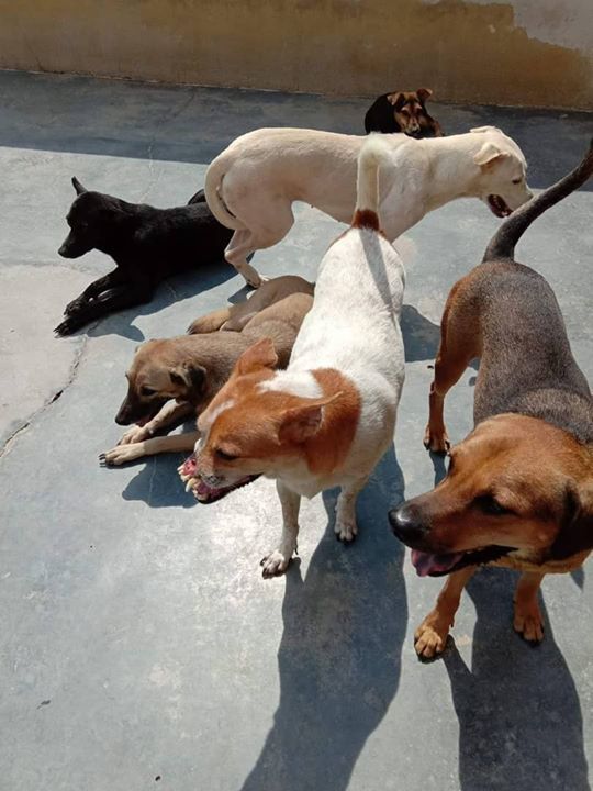 Some Of Our Doggos Bored As Regular Volunteers Hav..