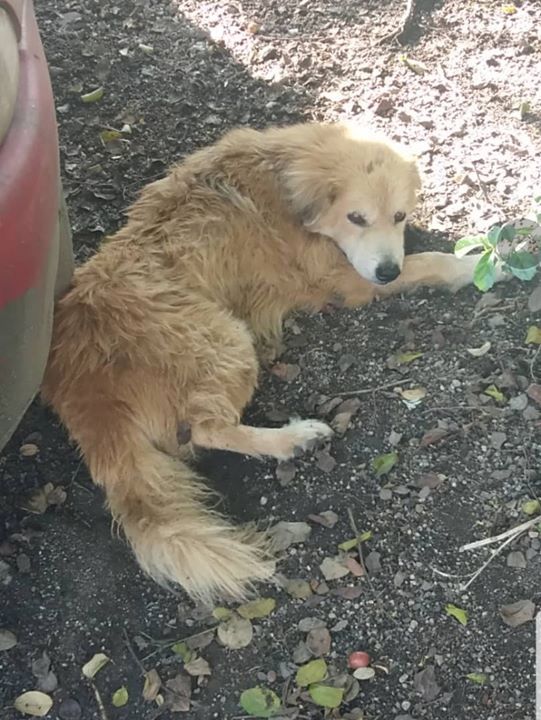 We Found Another Golden Retriever Behind Segi Supe..