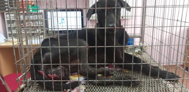 Remember This Black Female Dog Rescued From Sri Ke..