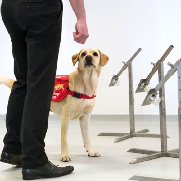 Here’s How Dogs Can Help Sniff Out Asymptomatic Coronavirus Patients