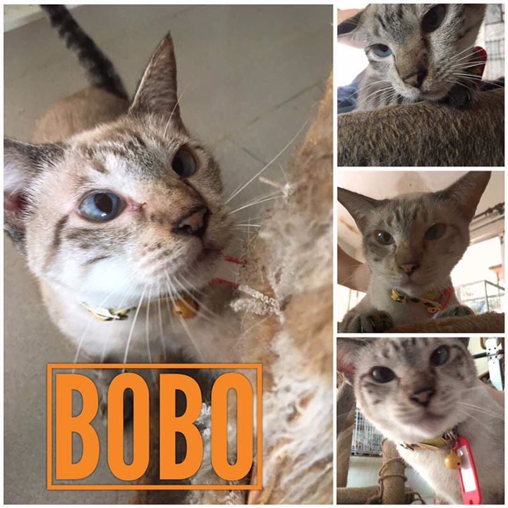 Rip Bobo. 2011 – Feb 2020. Late Jerry Resting Part..