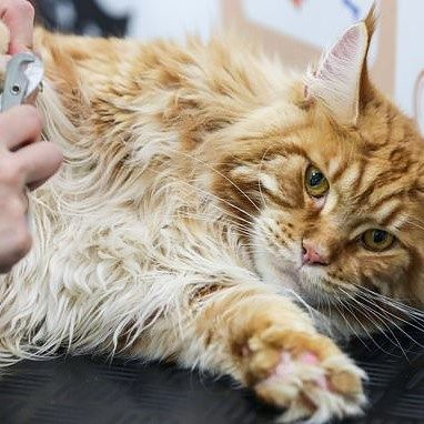 Woman Passes On Coronavirus To Her Pet Cat In Belgium