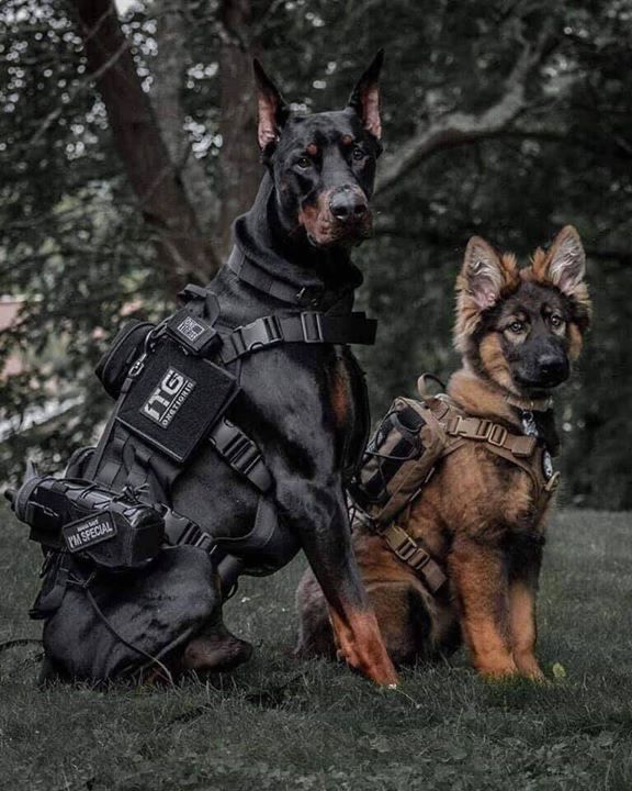 Ultra Cool Buddies. These Are Dogs Trained To Sear..