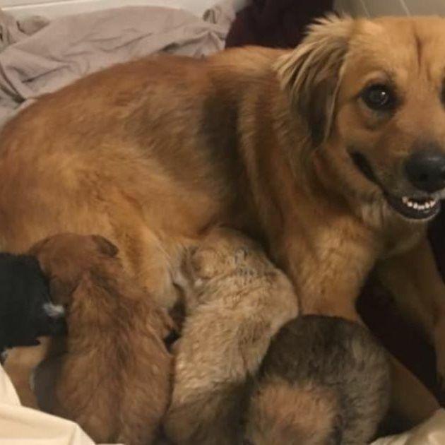 Stray Dog Saved From Death Row Gives Birth To 18 Puppies!