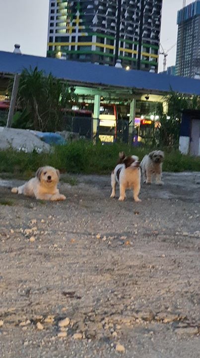 7 Abandoned Shih Tzu. Pets Are For Life ; Not For ..