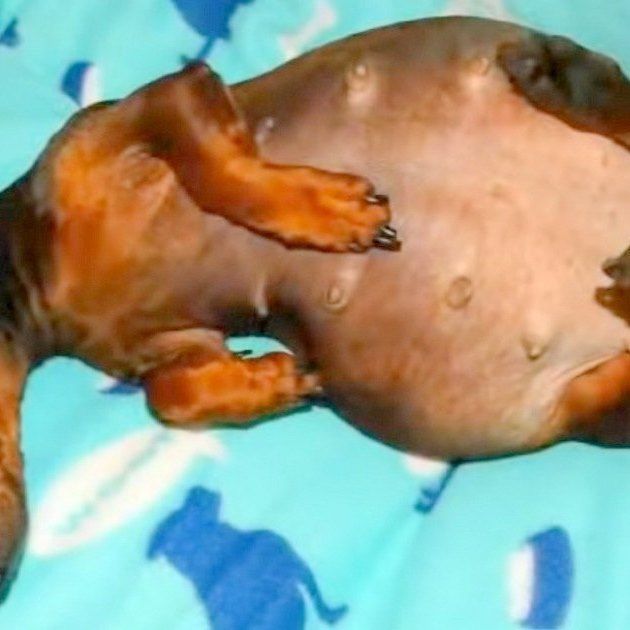 Paralyzed Pregnant Dog Dumped By Breeders Because Her Next Delivery Would Be Expensive