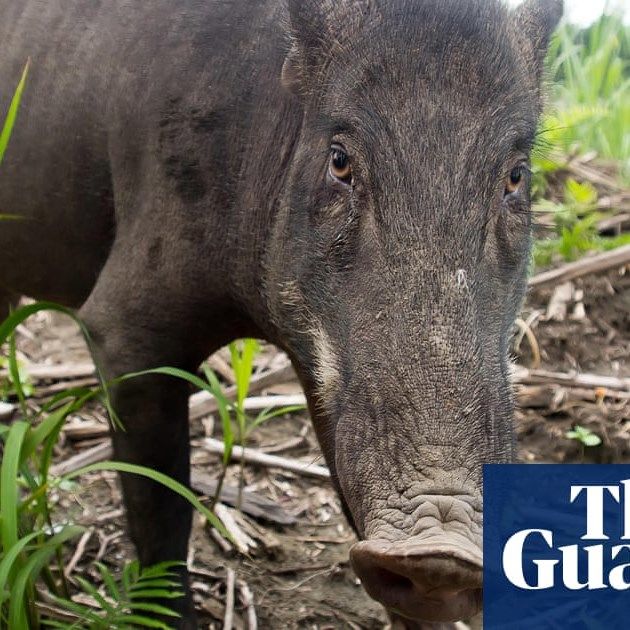 ‘Seaborne Invasion’ Of Wild Boar Swamps Mystical M..