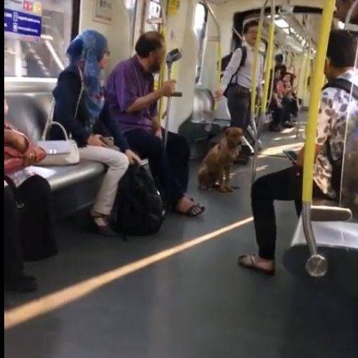 Rapid Rail Apologises After Dog Strays Into LRT Co..