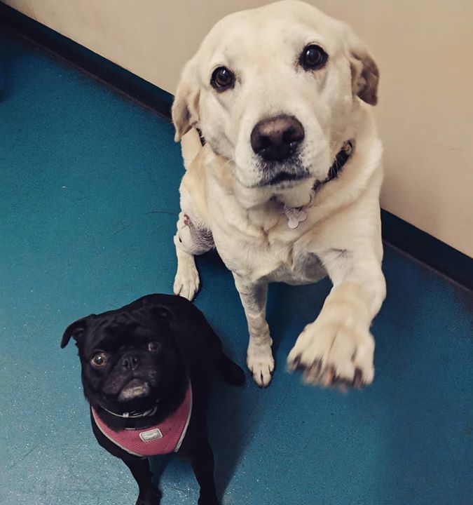 ‘millie’ Labrador Came With Her Support Buddy ‘Ell..