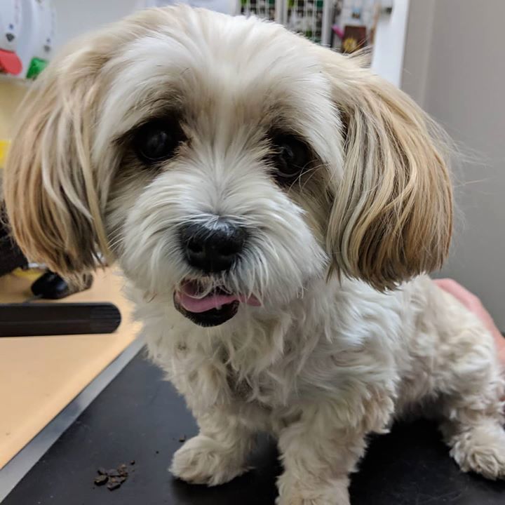 ‘lucy’ Came In For Her 6 Monthly Health Check. She..