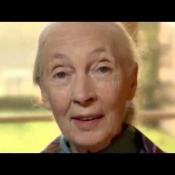 Forest Is Calling: Dr. Jane Goodall Urges Us To Re..