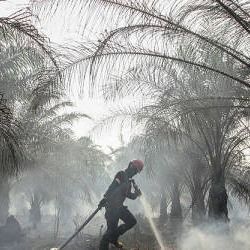 Indonesia Forest Fires Surge, Stoking Global Warmi..