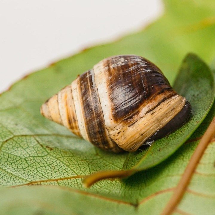 World’s Loneliest Snail Dies, And A Species Goes E..