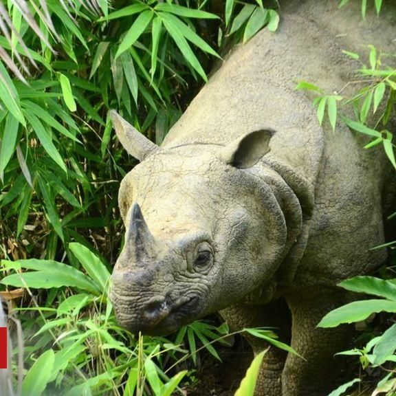 Endangered Javan Rhino At Risk From Tsunami