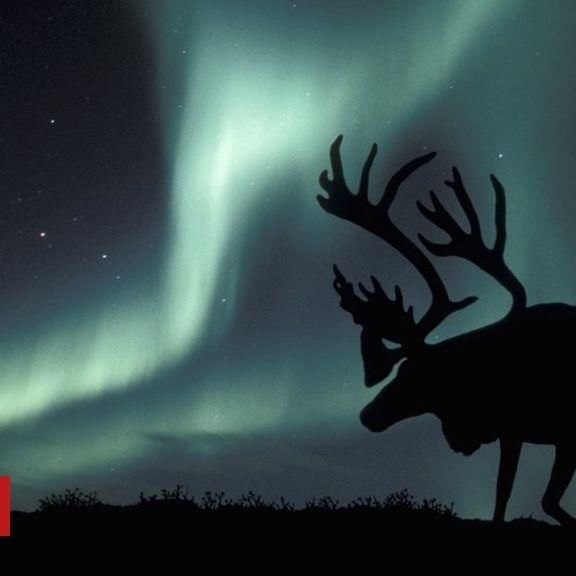 Arctic Reindeer Numbers Crash By Half