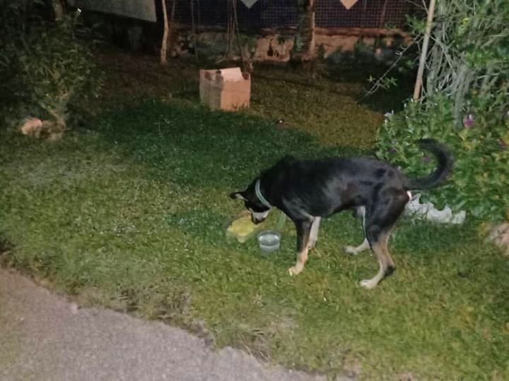 found-a-wandering-dog-location-taman-jasa-utama-j-spca-selangor