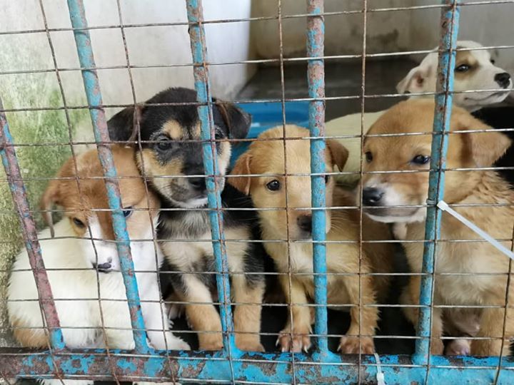 Ispca Shelter. Thanks To The Public’s Donation, Th..