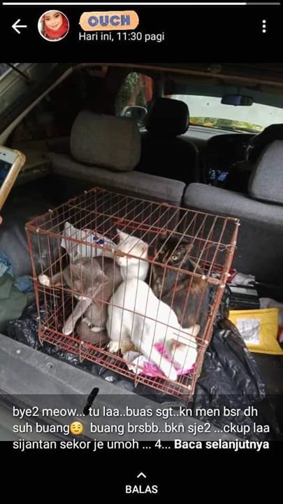 Berhubung Isu Pembuangan Kucing Di Pasar Batu 6 Ku..  Malaysia 