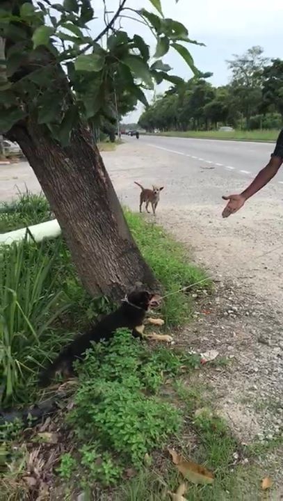 Lelaki Gantung Anjing Miliknya Di Pokok Mangga Ber..