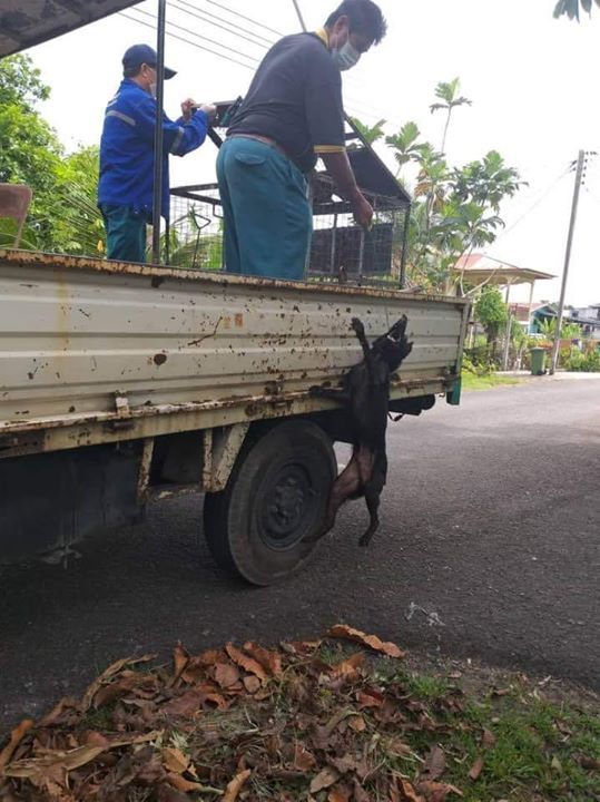 Tangkapan Anjing Oleh Pihak Majlis Pbt Di Sibu Sar..