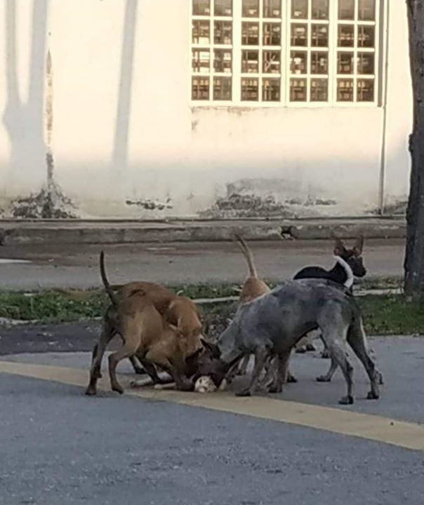 Senario Ini Berlaku Akibat Kebuluran Anjing Jalana..