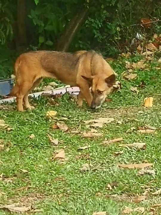 Tuan Anjing Yang Melempar Anjing Di Bahu Jalan Bol..