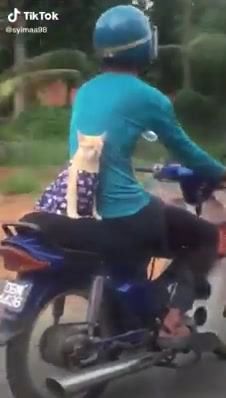 Aksi Comel Kucing Bonceng Mat Motor – Tidak Kelaka..