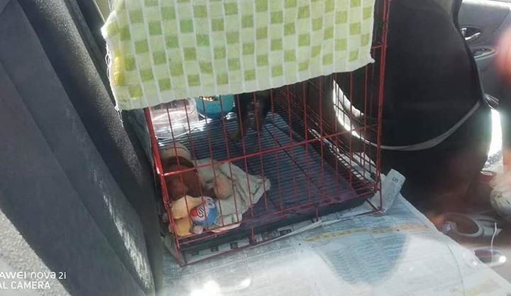 Anak Anjing Dikurung Di Dalam Kereta Dengan Kepana..