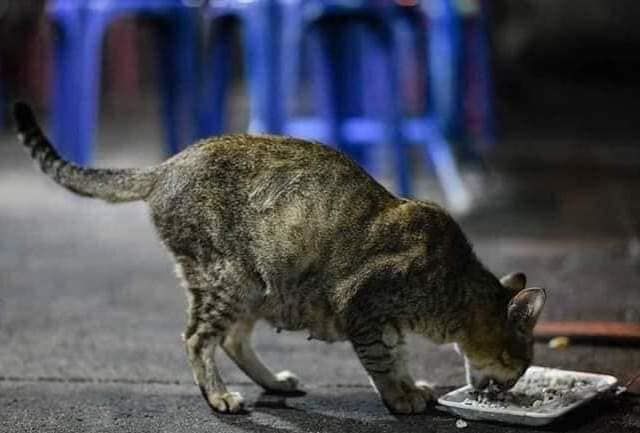 Kucing Stray Juga Ada Naluri. Rasa Sedih, Rasa Lap..