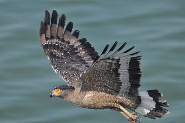 Burung Helang Liar Species Crested Serpant Eagle D..