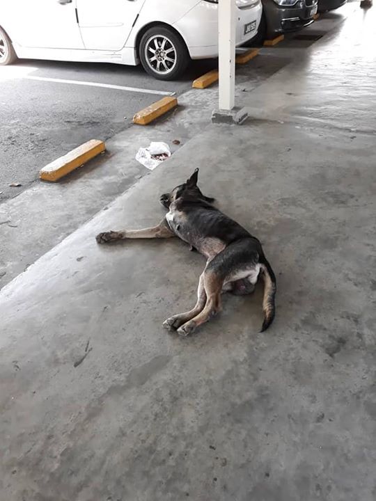 Anjing Kodong Hilang Kaki Depan Kiri Ini Ditemui B..