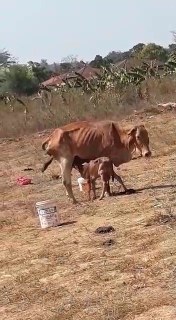 Animal Malaysia Menerima Aduan Sedih Berkenaan See..