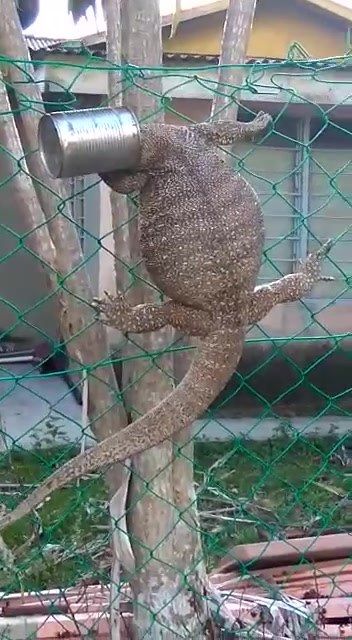 Biawak Yang Terperangkap Tin Di Kepala Perlukan Ba..