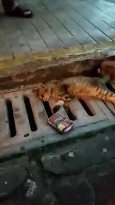 Seekor Kucing Ditemui Parah Sebelum Mati Setelah J..