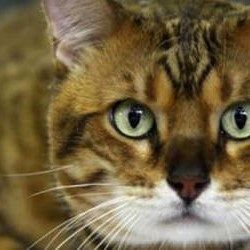 Maa Offers Rm5k For Info On Cat Killer